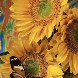 Butterfly on Sunflower Diamond Painting