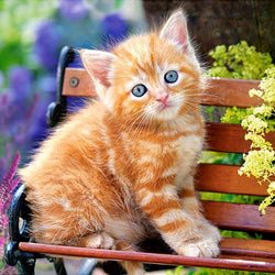 Cat Sitting on Bench