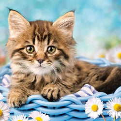 Kitten Diamond Painting Kit