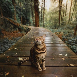 Cat on Adventure Diamond Painting