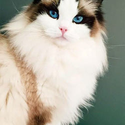 Cat with Blue eyes Painting with Diamond