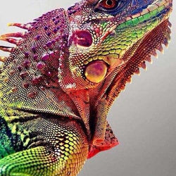 Chameleon DIY Painting Kit