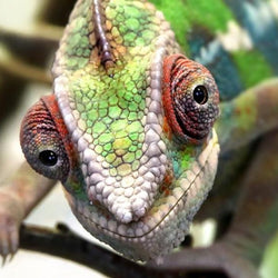 Chameleon Face Diamond Painting Kit