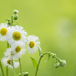 Chamomile Flowers Diamond Painting Kit
