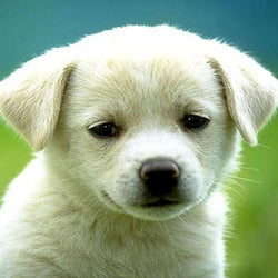 Charming Puppy Diamond Painting Kit