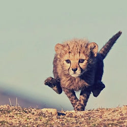 Cheetah Running Diamond Painting