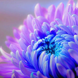 Chrysanthemum Flower Paint by Diamonds