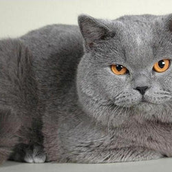 Chubby Cat Diamond Painting Kit