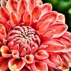 Dahlia Flower Paint by Diamonds