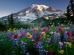 Colorful Flowers & Mountain View Diamond Painting