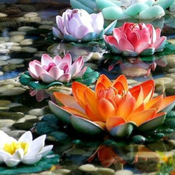 Colorful Lotus Flowers Diamond Painting Kit