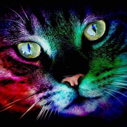 Colorful cat Diamond painting