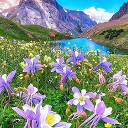 Columbine Flower in Mountains Diamond Painting