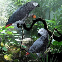 Congo African Grey Parrots Diamond Painting