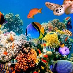 Coral Fish Diamond Painting 