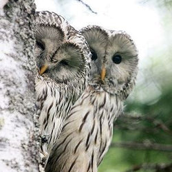 Couple of Owl Painting with Diamond