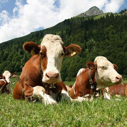 Cows in the Pasture Paint by Diamonds