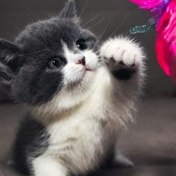 Cute Baby Cat Paint by Diamonds