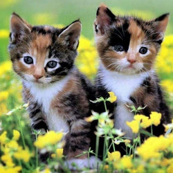 Cute Calico Kittens Paint by Diamonds