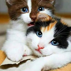 Cute Cats Couple Diamond Painting