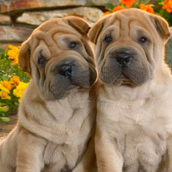  Shar Pei Dog DIY Painting Kit