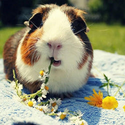 Cute Guinea Pig Eating Flowers Diamond Painting
