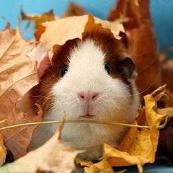 Guinea pig Diamond Painting