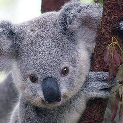Koala Bears Diamond Painting Kit