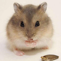 Cute Mouse Diamond Painting Kit