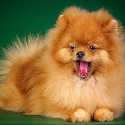 Puppy Diamond Painting Kit