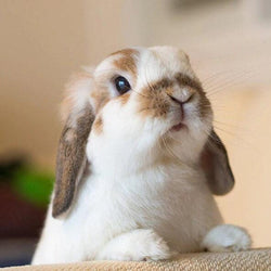 Rabbit DIY Painting Kit