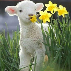 Sheep Diamond Painting Kit