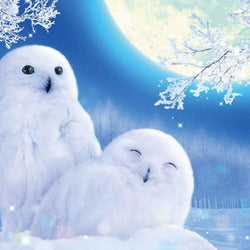Cute White Owls Pair Diamond Painting