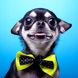 Cutest Chihuahua Diamond Painting Kit