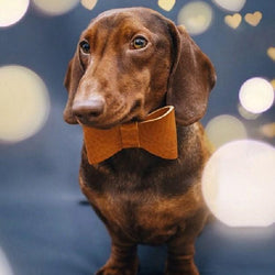 Dachshund with a Bow Tie Diamond Painting