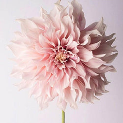 Dahlia Flower Diamond Painting Kit