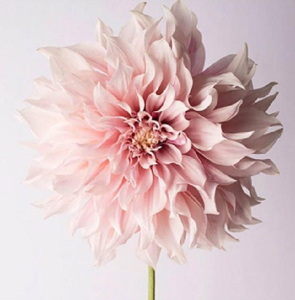 Dahlia Flower - Paint by Diamonds - Diamond Painting