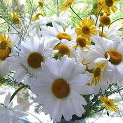 Daisy DIY Diamond Painting