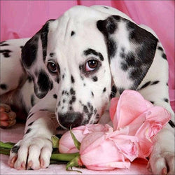 Dalmatian Dog Diamond Painting