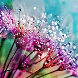 Dandelion Seeds with Water Drops Diamond Painting
