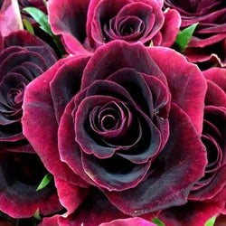 Roses Full Drill Painting