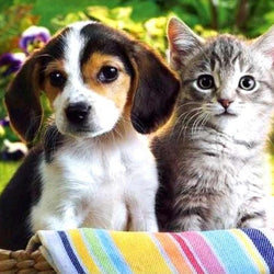 Animals 3D Diamond Painting Kit