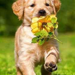 Dog 3D Diamond Painting Kit