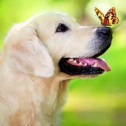 Dog with Butterfly on his Nose Diamond Painting