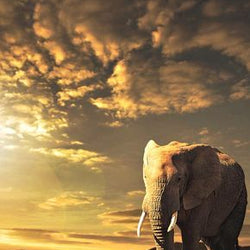 Elephant - Diamond Painting