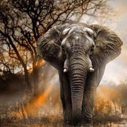 Elephant in the Forest