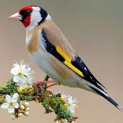 European Goldfinch Diamond Painting