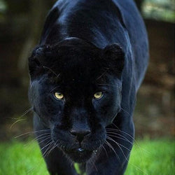 Ferocious Panther Walking on Grass Diamond Painting