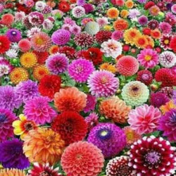 Dahlia Flowers Paint by Diamonds