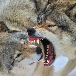 Fighting Wolves Painting with Diamond